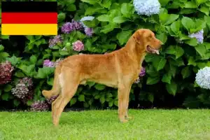 Read more about the article Chesapeake Bay Retriever breeders and puppies in Germany