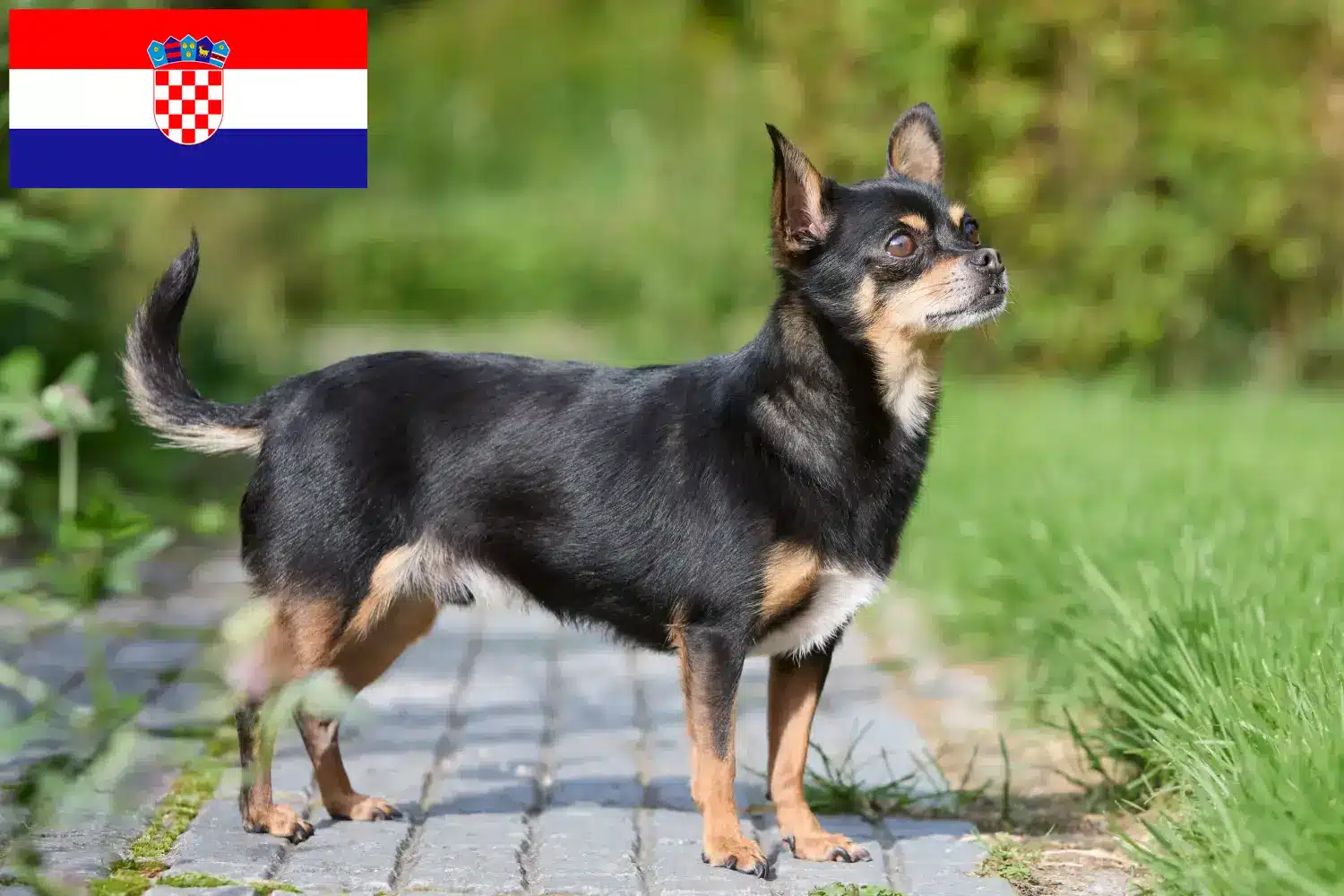 Chihuahua puppies and breeders Croatia Find Chihuahua breeders in Croatia here.