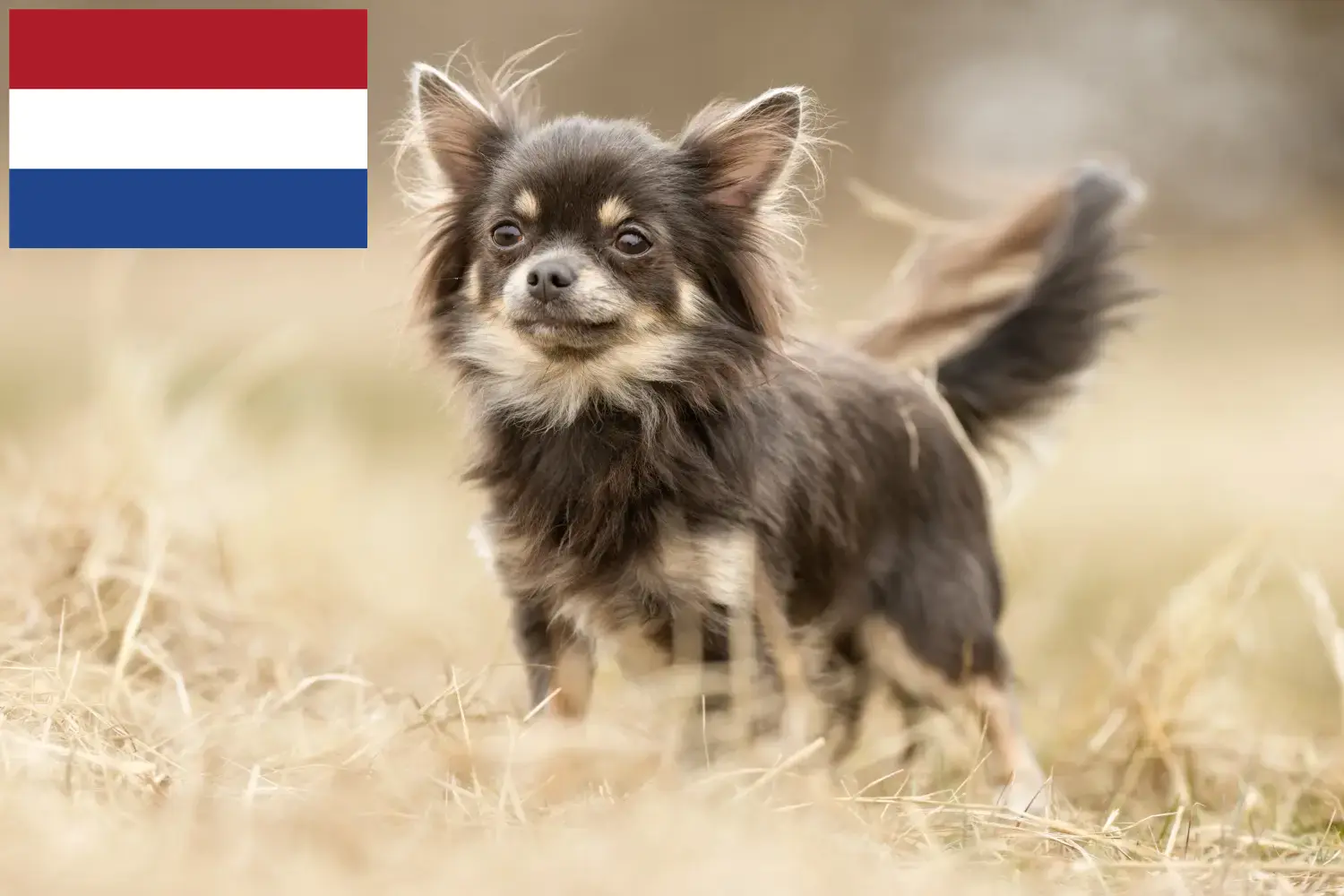 Chihuahua puppies and breeders Netherlands Here you can find Chihuahua breeders in the Netherlands.