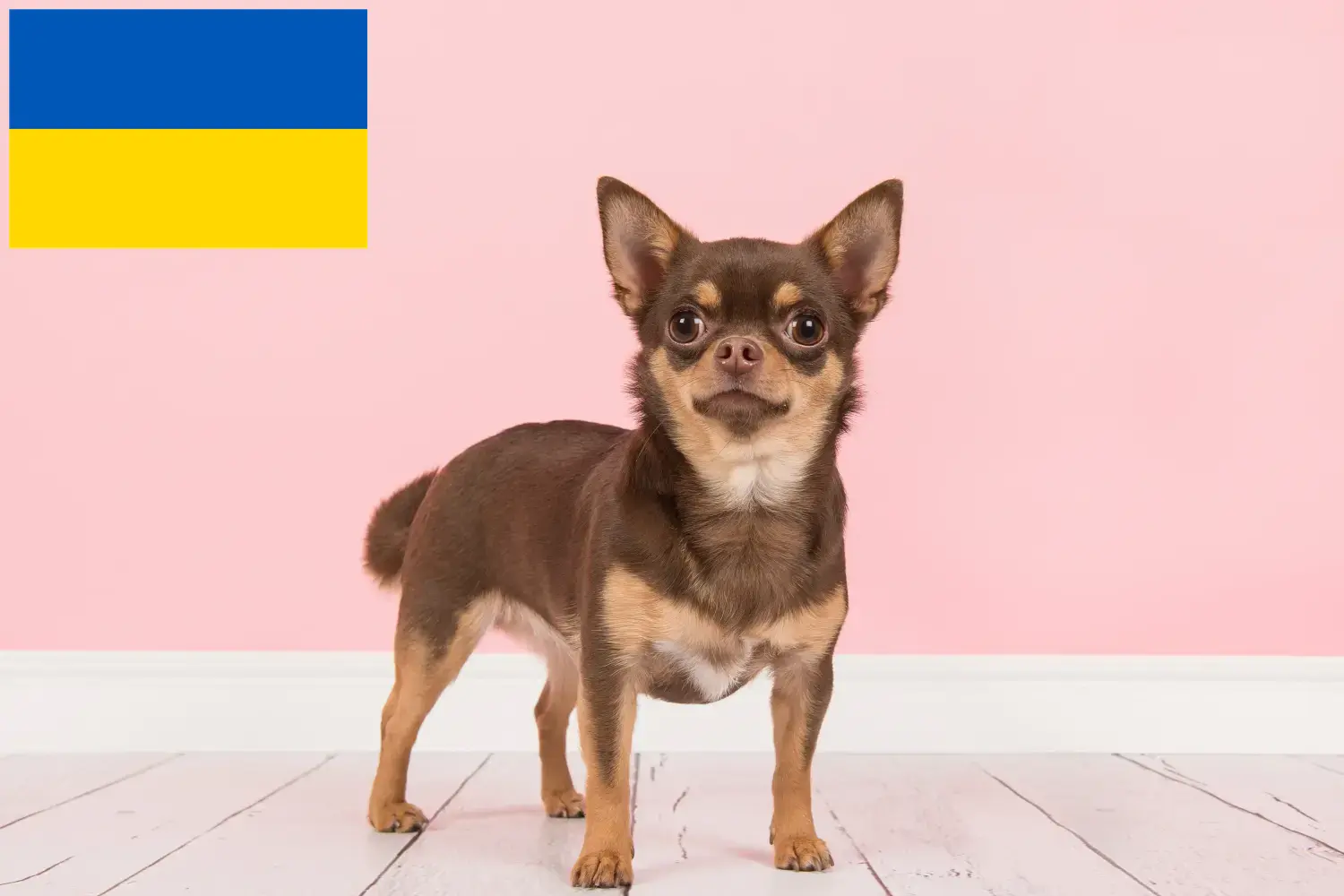 Chihuahua puppies and breeders Ukraine Here you can find Chihuahua breeders in der Ukraine.