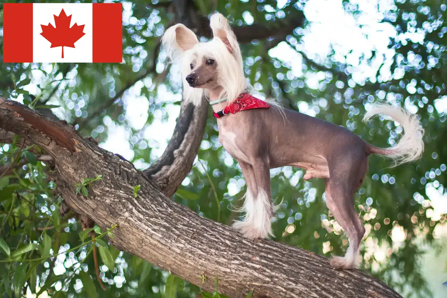 Chinese Crested Dog puppies and breeders Canada Find Chinese Crested Dogs breeders in Canada.