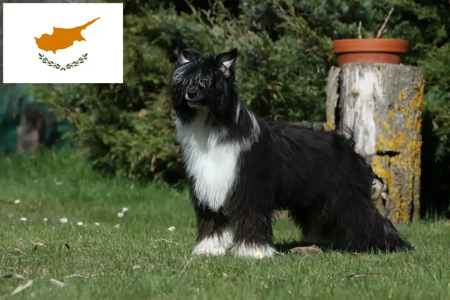 Chinese Crested Dog puppies and breeders Cyprus Find Chinese Crested Dog breeders in Cyprus here.