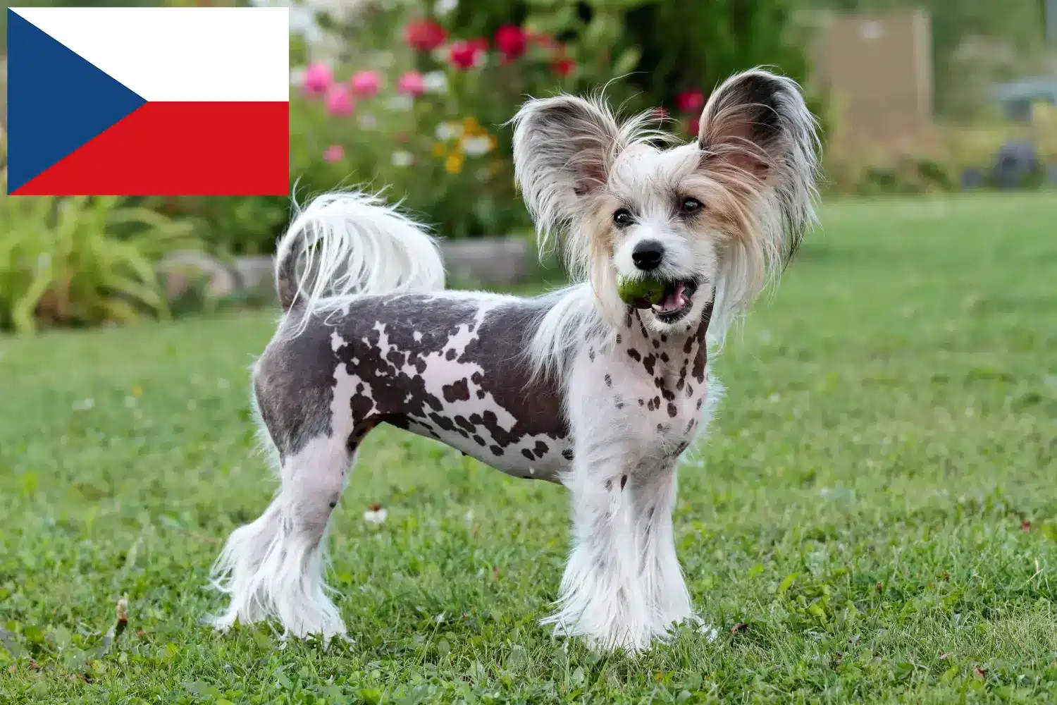 Chinese Crested Dog puppies and breeders Czech Republic Find Chinese Crested Dogs breeders in Czech Republic.