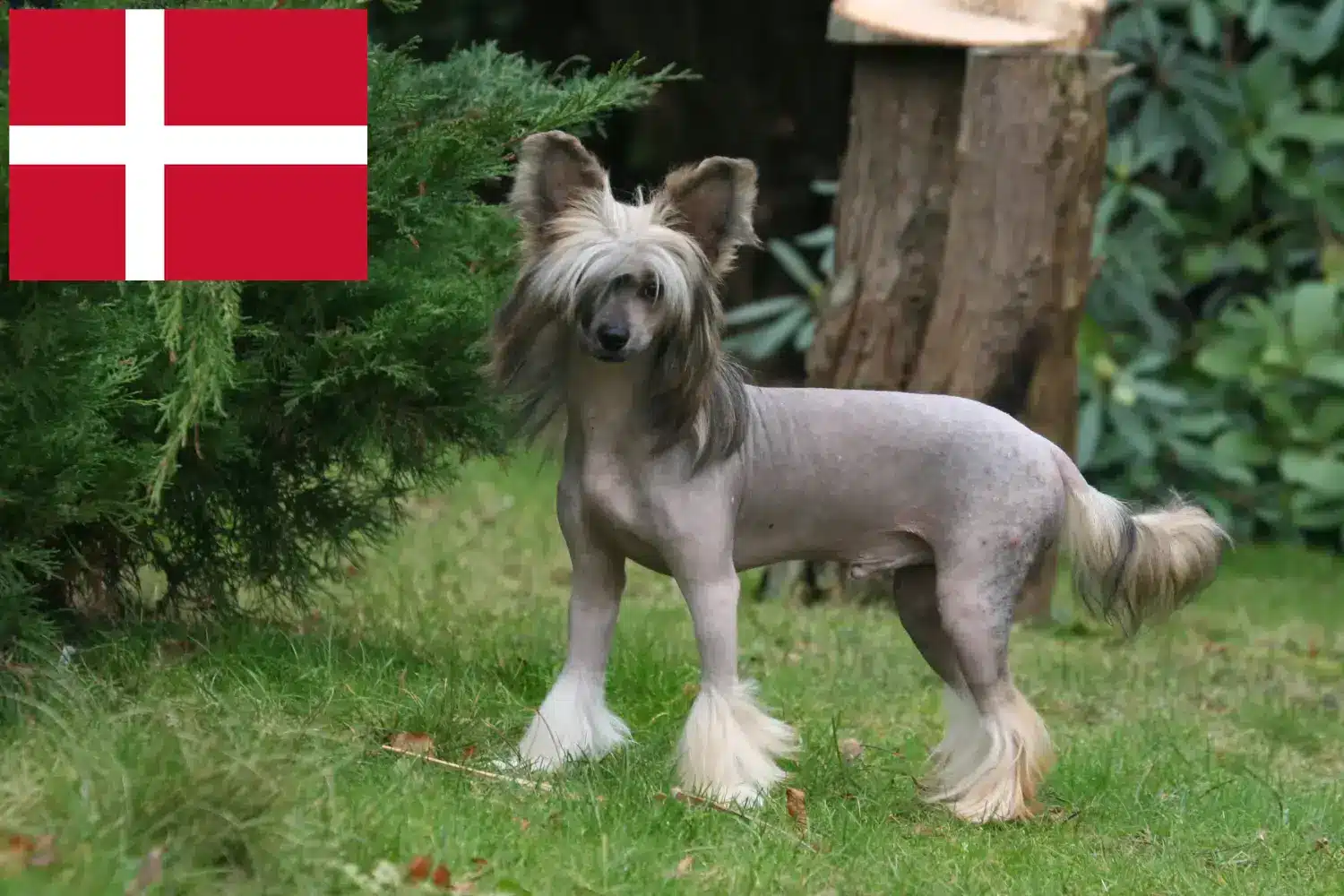 Chinese Crested Dog puppies and breeders Denmark Find Chinese Crested Dogs breeders in Denmark here.