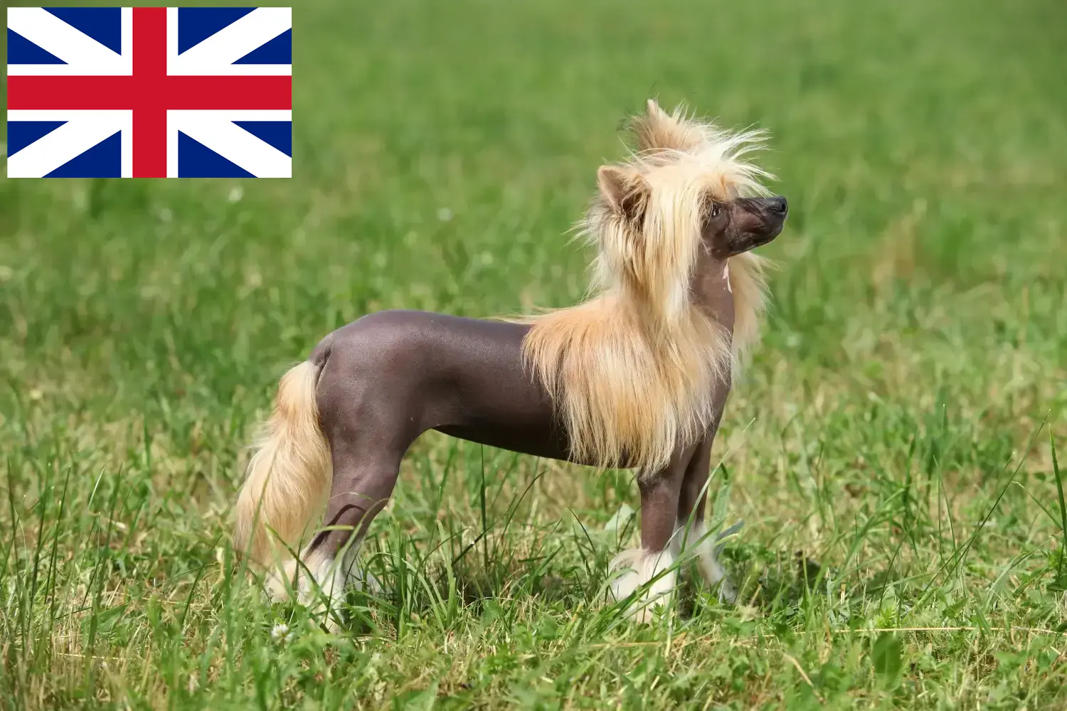 Chinese Crested Dog puppies and breeders Great Britain Here you can find Chinese Crested Dogs breeders in Great Britain.