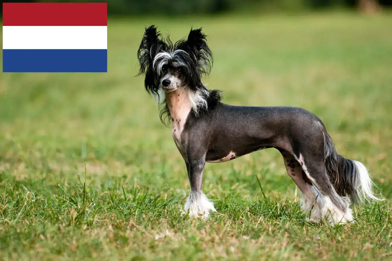 Chinese Crested Dog puppies and breeders Netherlands Here you can find Chinese Crested Dogs breeders in the Netherlands.