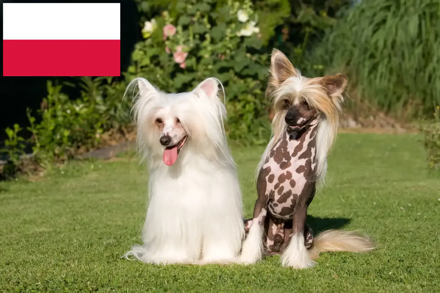 Chinese Crested Dog puppies and breeders Poland Find Chinese Crested Dogs breeders in Poland here.