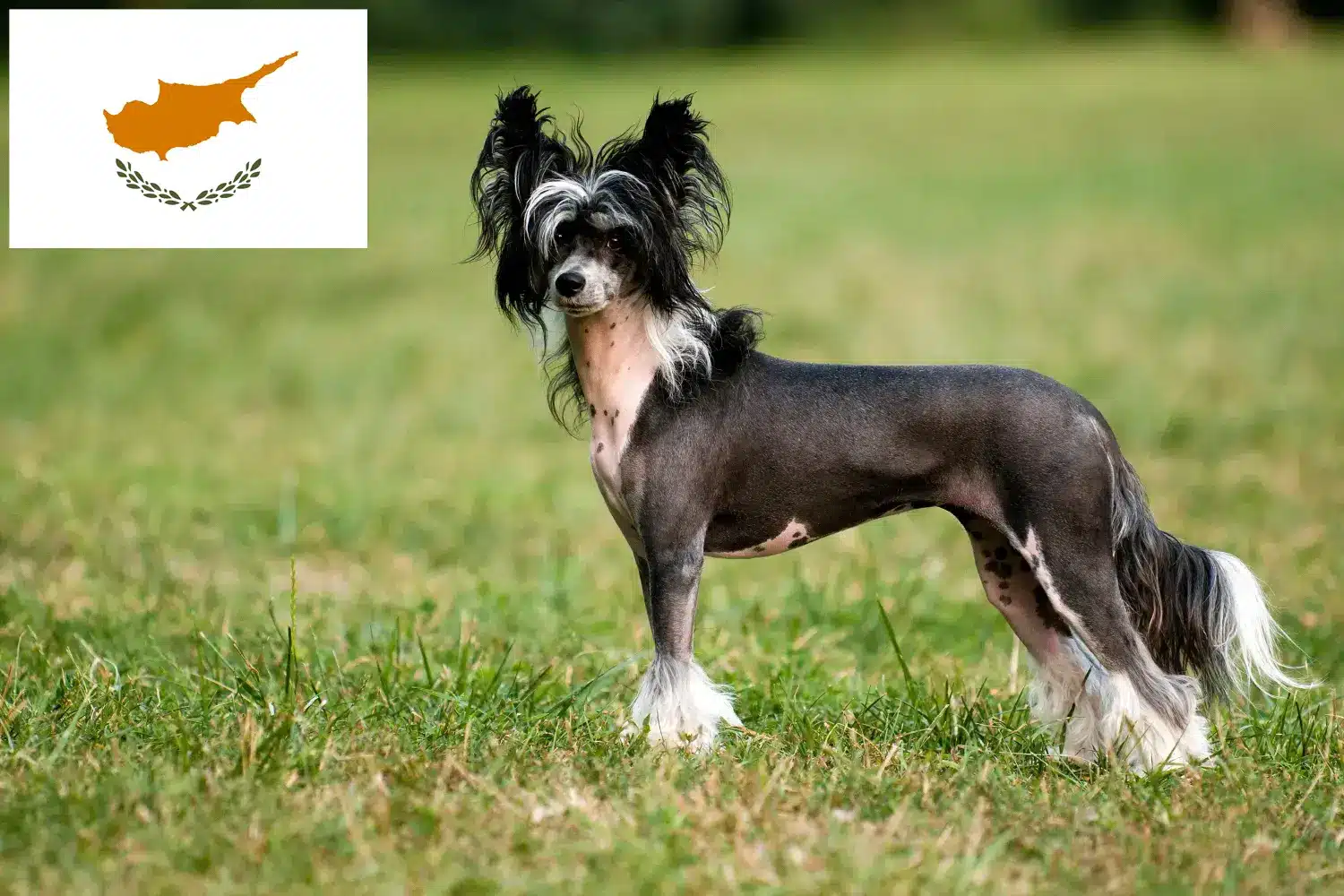 Chinese Crested Dog puppies and breeders Republic of Cyprus Find Chinese Crested Dogs breeders in Cyprus.