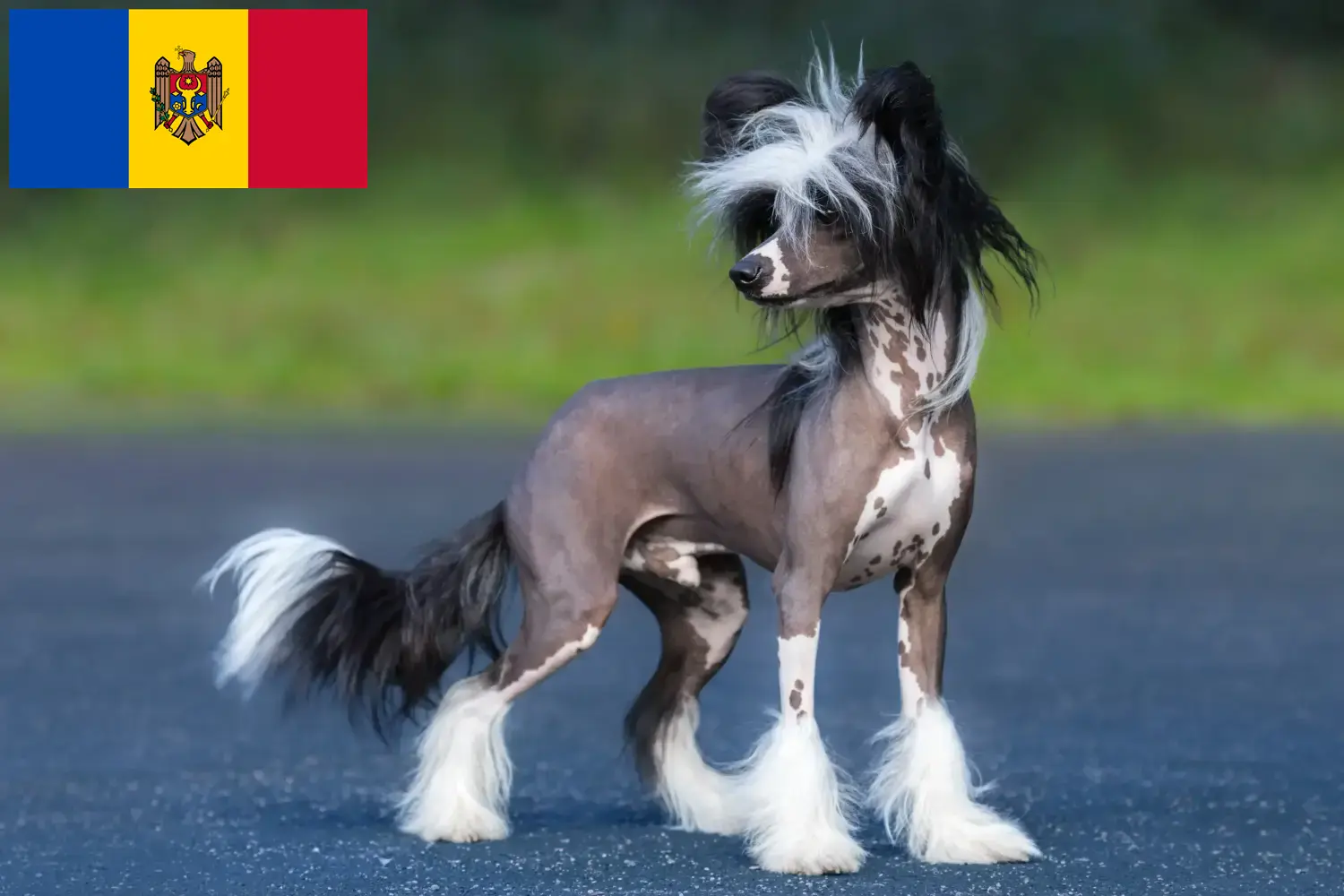 Chinese Crested Dog puppies and breeders Republic of Moldova Find Chinese Crested Dogs breeders in Republic of Moldova.