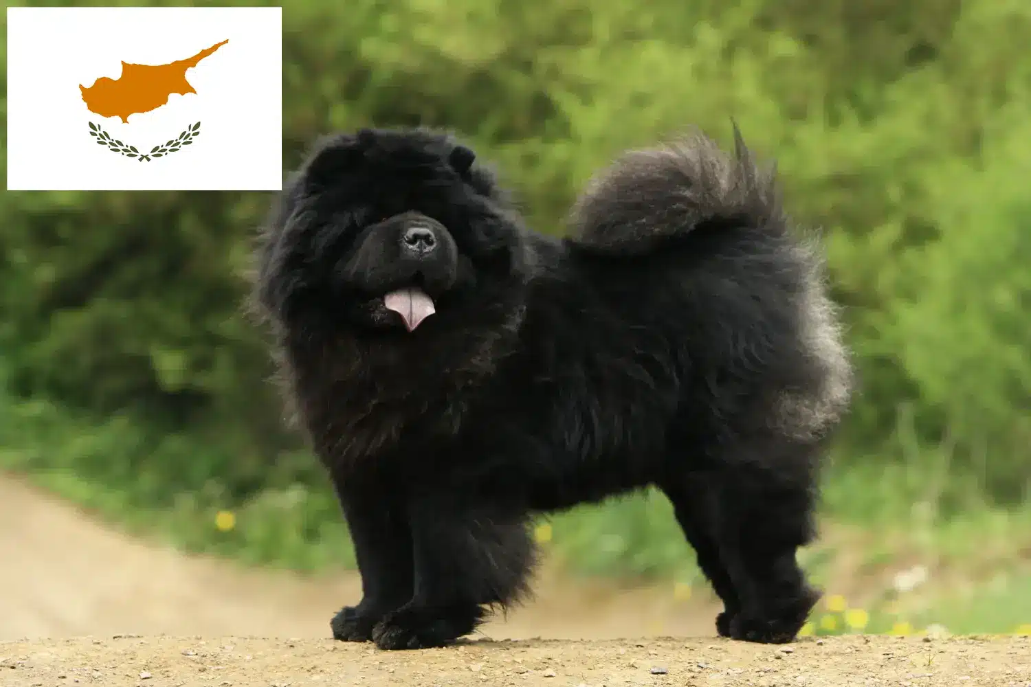 Chow-Chow puppies and breeders Republic of Cyprus Here you can find Chow-Chows breeders in Cyprus.