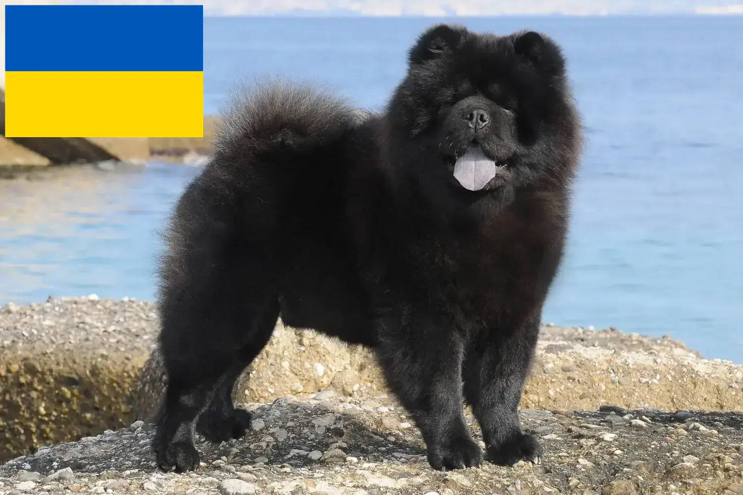 Chow-Chow puppies and breeders Ukraine Here you can find Chow-Chows breeders in der Ukraine.
