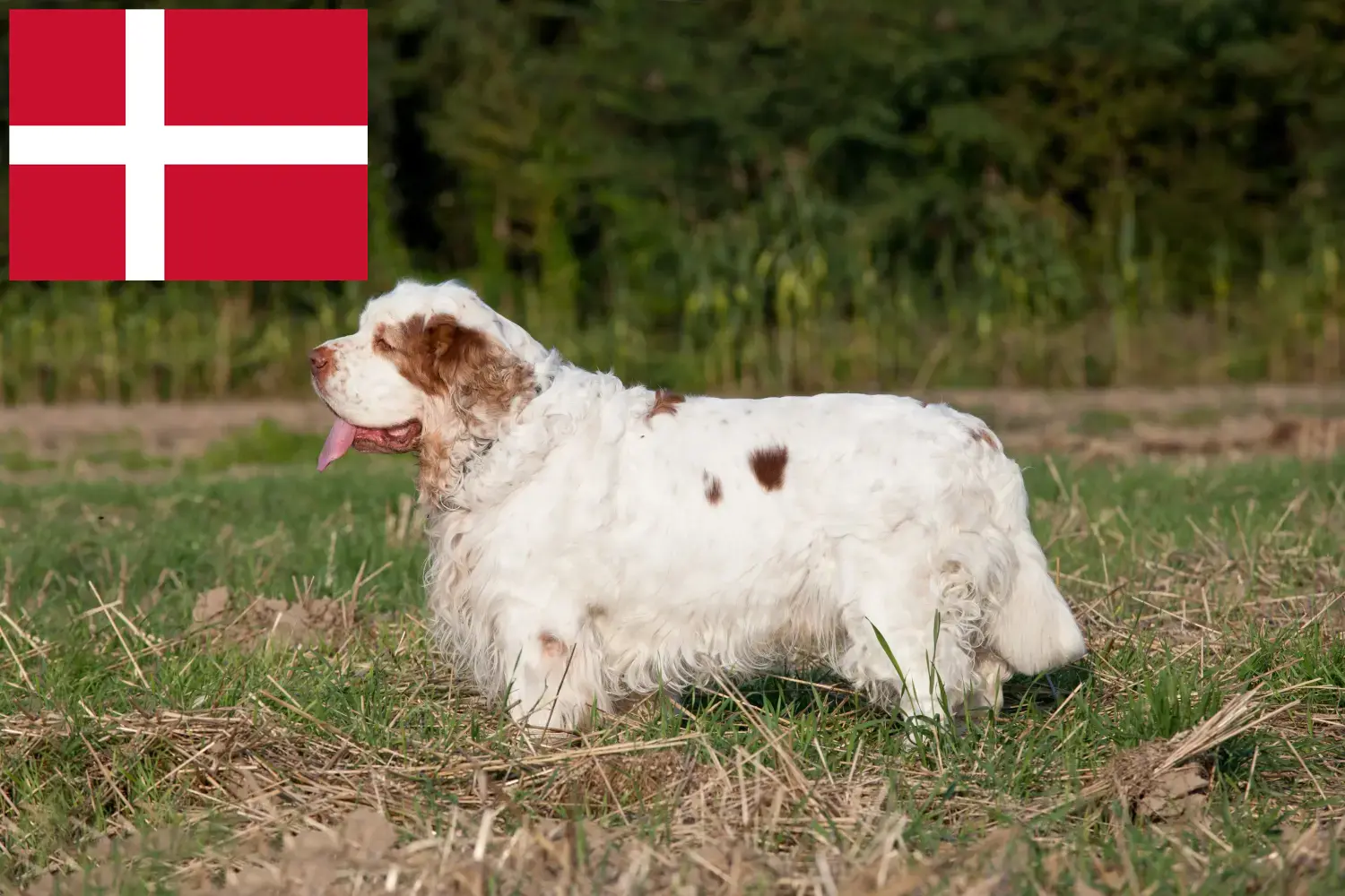 Clumber Spaniel puppies and breeders Denmark Find Clumber Spaniels breeders in Denmark.