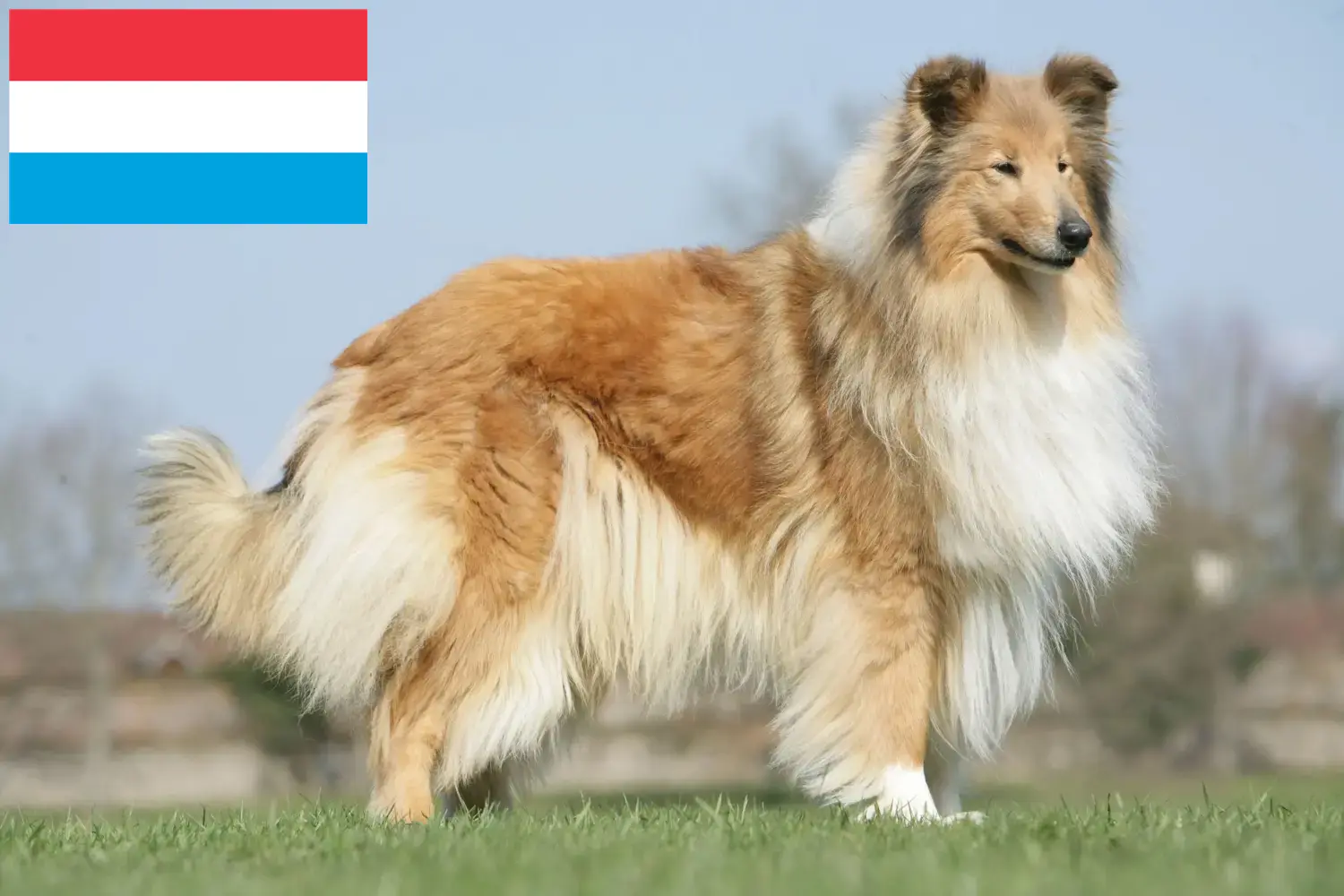 Collie puppies and breeders Luxembourg Here you can find Collies breeders in Luxembourg.