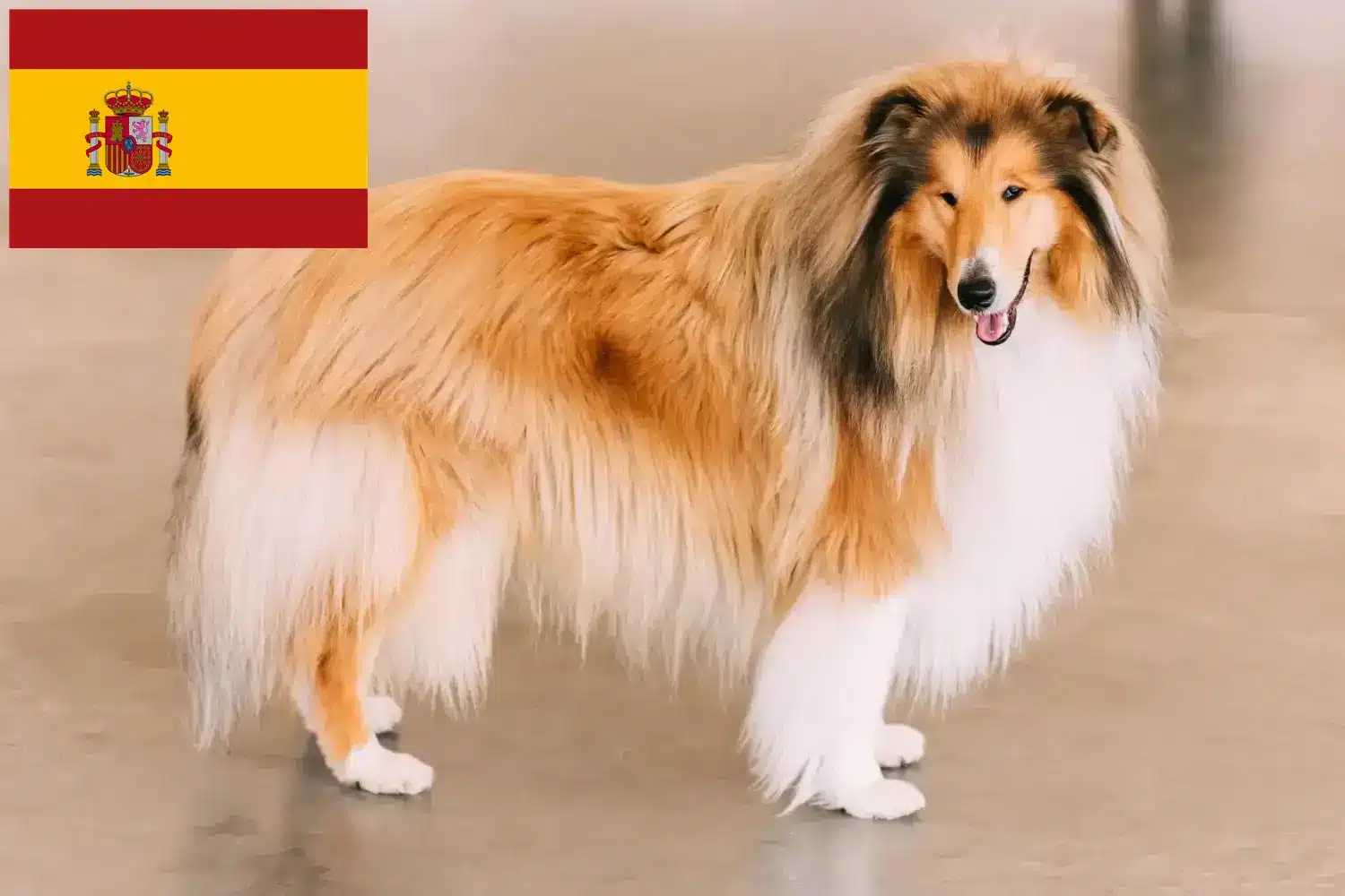 Read more about the article Collie breeders and puppies in Spain
