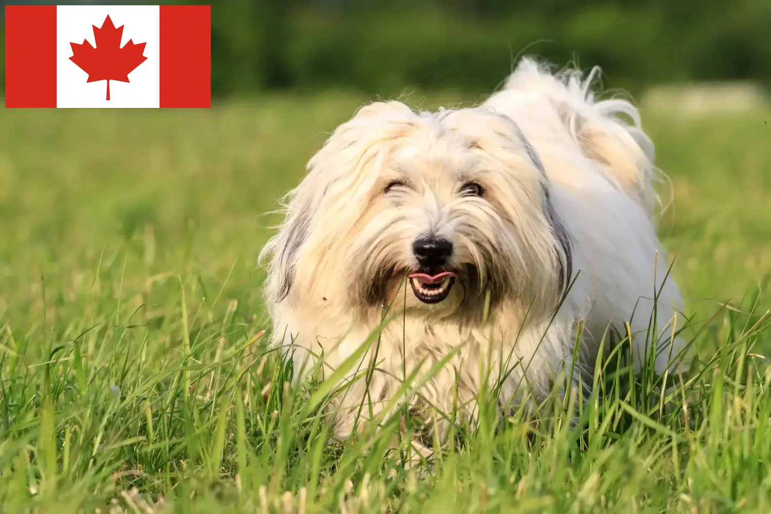 Coton de Tuléar puppies and breeders Canada Find Coton de Tuléars breeders in Canada.