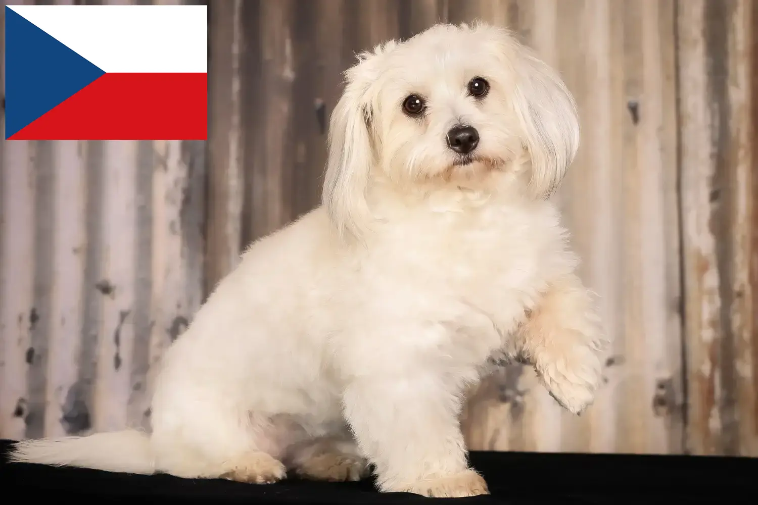 Coton de Tuléar puppies and breeders Czech Republic Find Coton de Tuléars breeders in Czech Republic.
