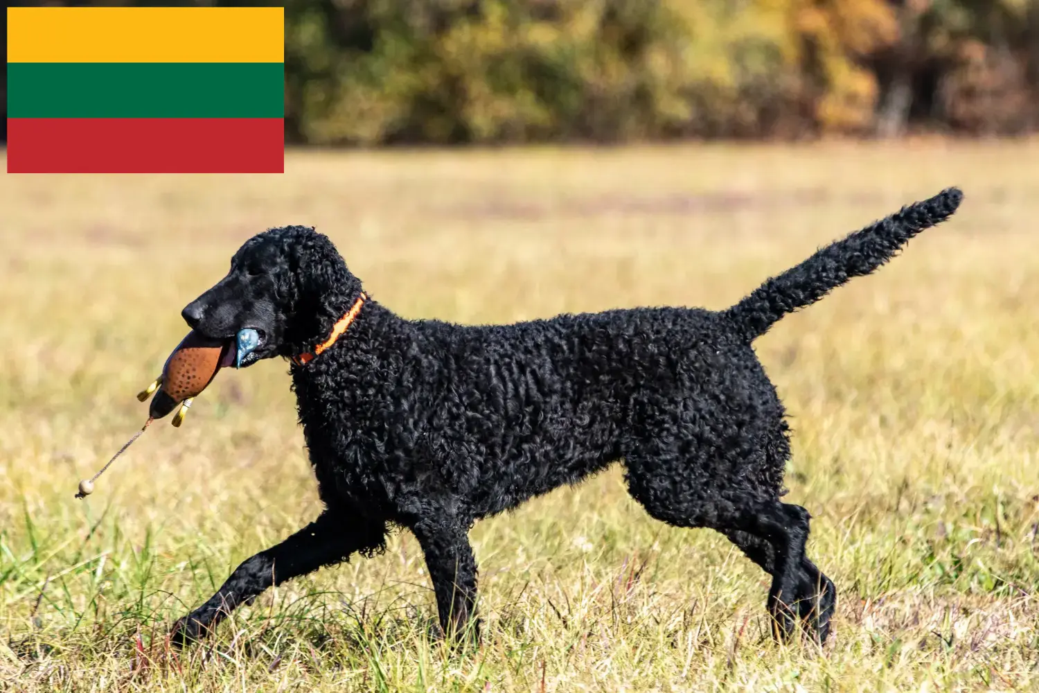 Curly Coated Retriever puppies and breeders Lithuania Find Curly Coated Retriever breeders in Lithuania.