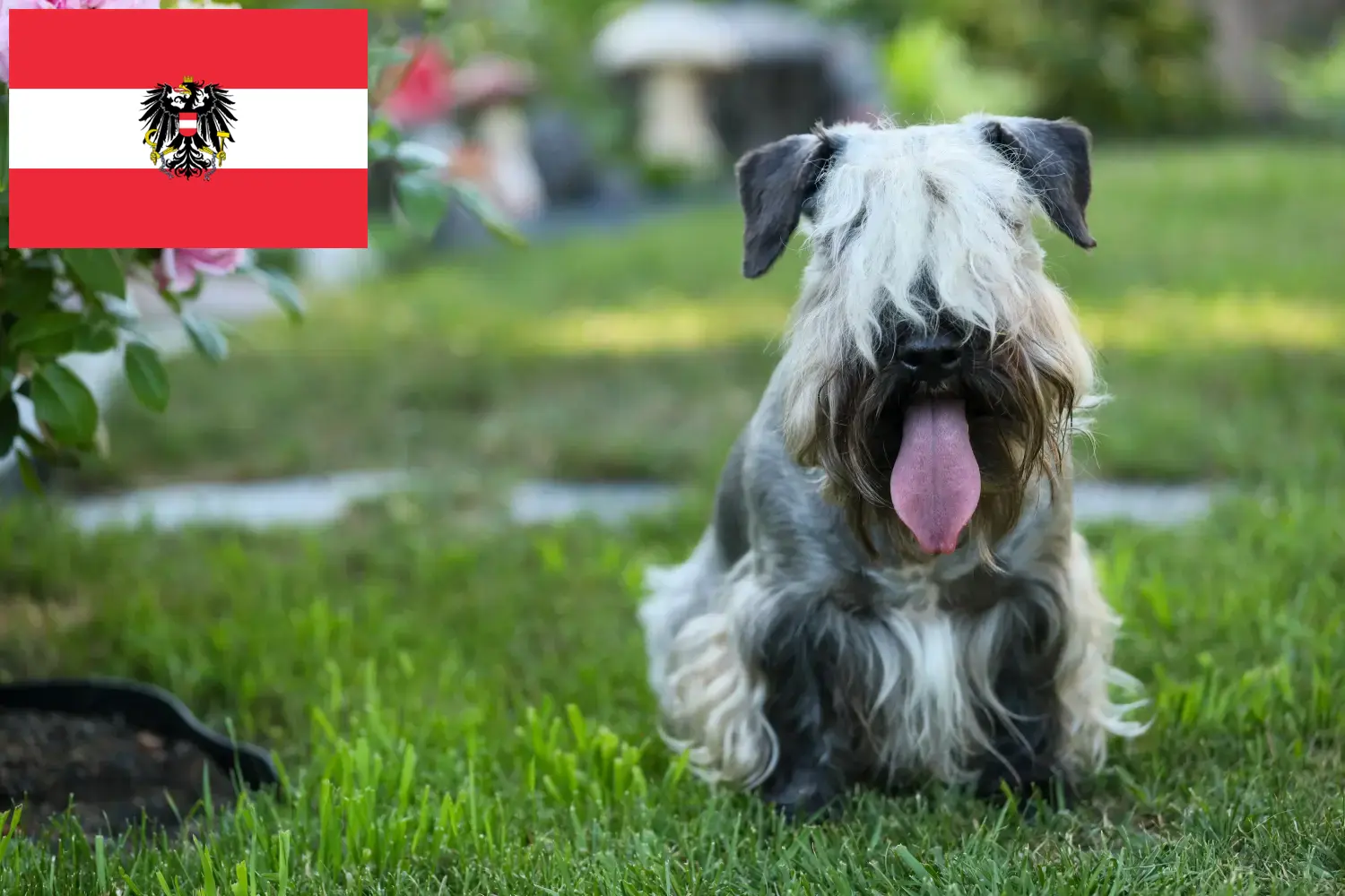 Czech Terrier puppies and breeders Austria Here you can find Czech Terrier breeders in Austria.