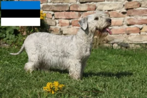 Read more about the article Czech Terrier breeder and puppies in Estonia