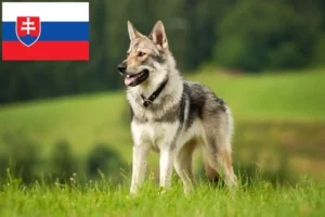 Read more about the article Czechoslovak Wolfhound breeders and puppies in Slovakia