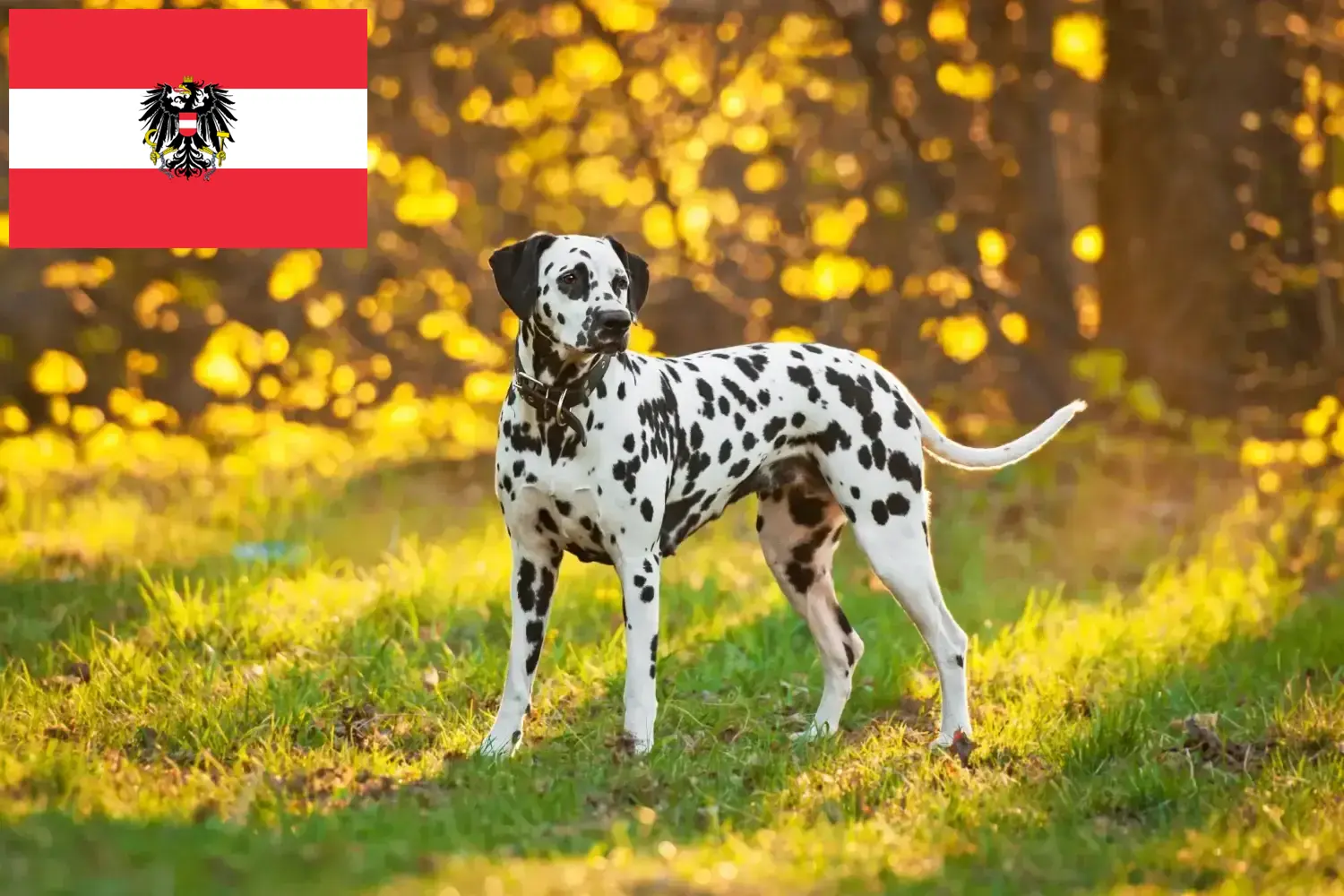 Dalmatian puppies and breeders Austria Here you can find Dalmatian breeders in Austria.