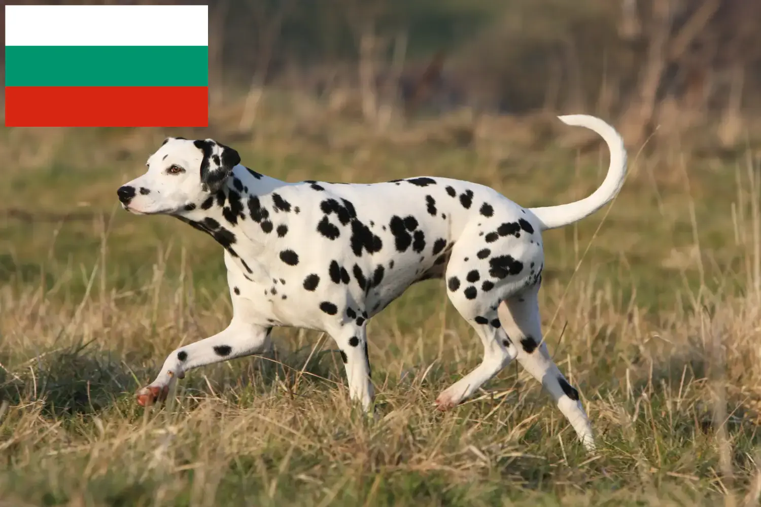 Dalmatian puppies and breeders Bulgaria Find Dalmatian breeders in Bulgaria here.