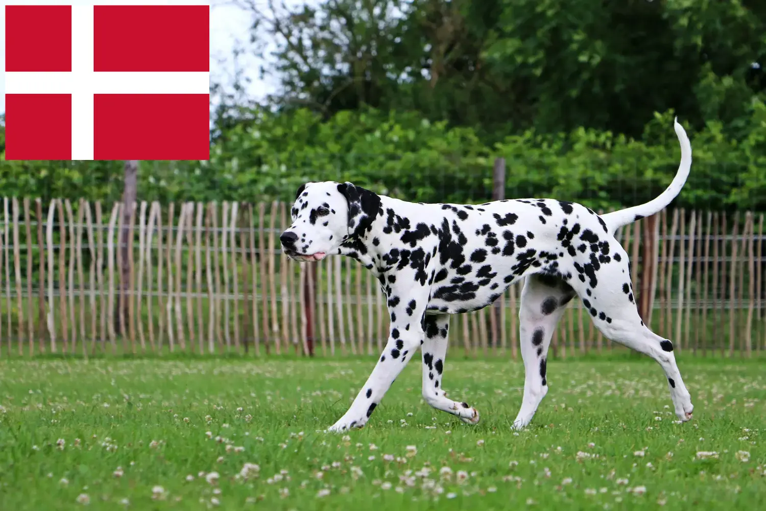 Dalmatian puppies and breeders Denmark Find Dalmatian breeders in Denmark here.