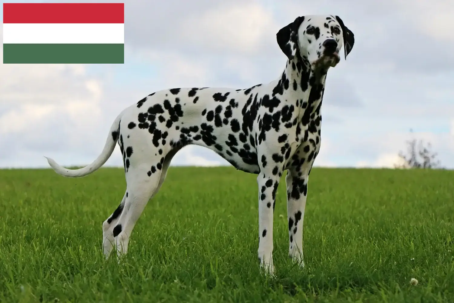 Dalmatian puppies and breeder Hungary Find Dalmatian breeders in Hungary here.