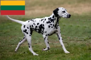 Read more about the article Dalmatian breeders and puppies in Lithuania