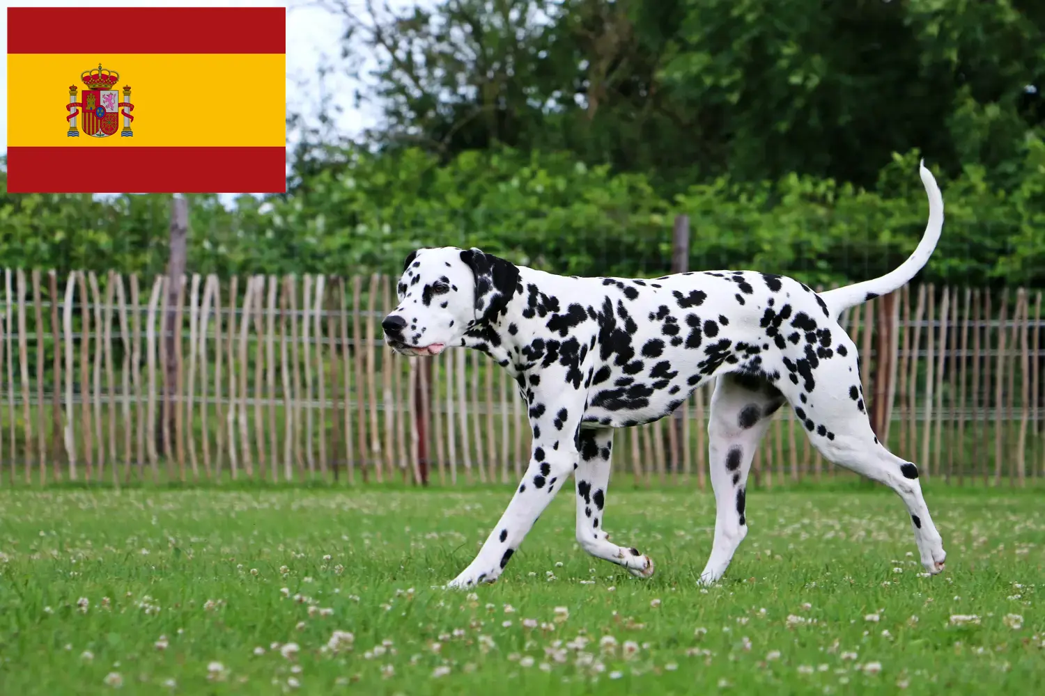 Dalmatian puppies and breeders Spain Find Dalmatian breeders in Spain here.