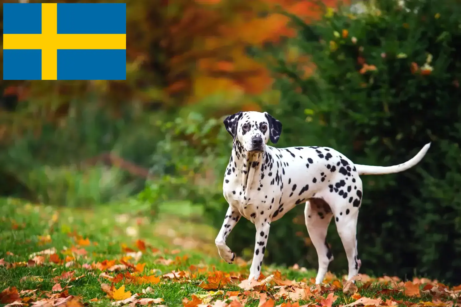 Dalmatian puppies and breeders Sweden Find Dalmatian breeders in Sweden here.