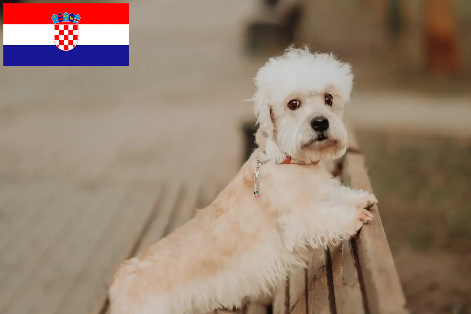 Dandie Dinmont Terrier puppies and breeders Croatia Find Dandie Dinmont Terrier breeders in Croatia here.