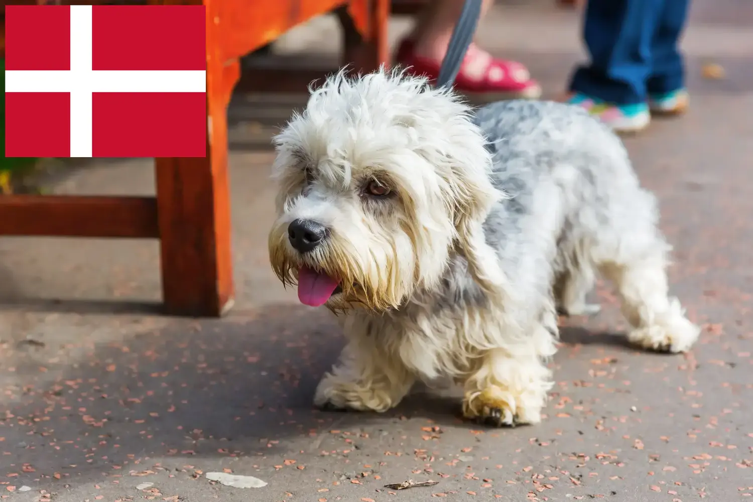 Dandie Dinmont Terrier puppies and breeders Denmark Find Dandie Dinmont Terrier breeders in Denmark here.