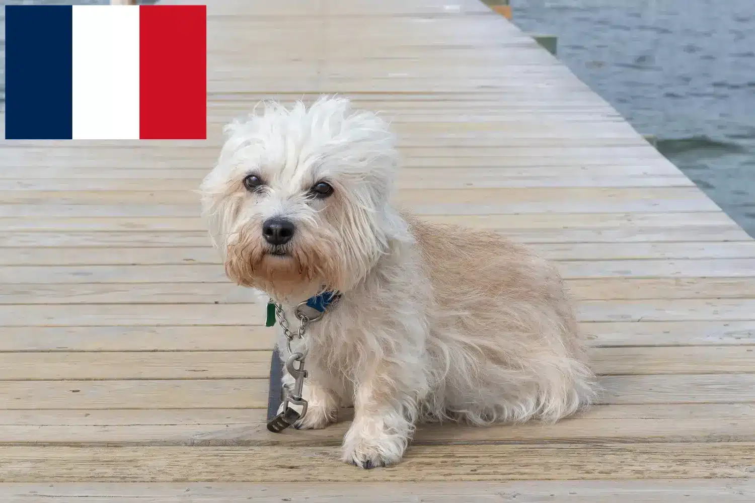 Dandie Dinmont Terrier puppies and breeders France Find Dandie Dinmont Terrier breeders in France here.