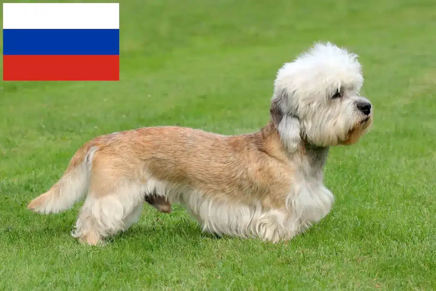 Dandie Dinmont Terrier puppies and breeders Russia Find Dandie Dinmont Terrier breeders in Russia here.