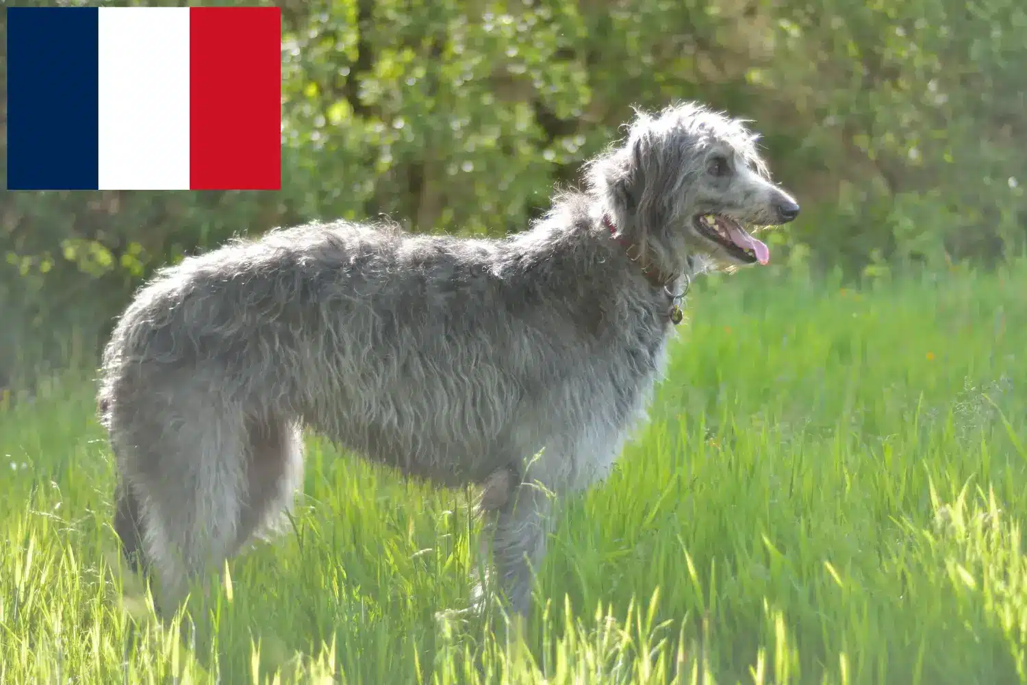 Deerhound puppies and breeders France Here you can find Deerhounds breeders in France.
