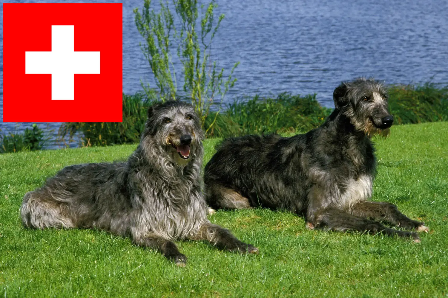 Deerhound puppies and breeders Switzerland Here you can find Deerhounds breeders in Switzerland.
