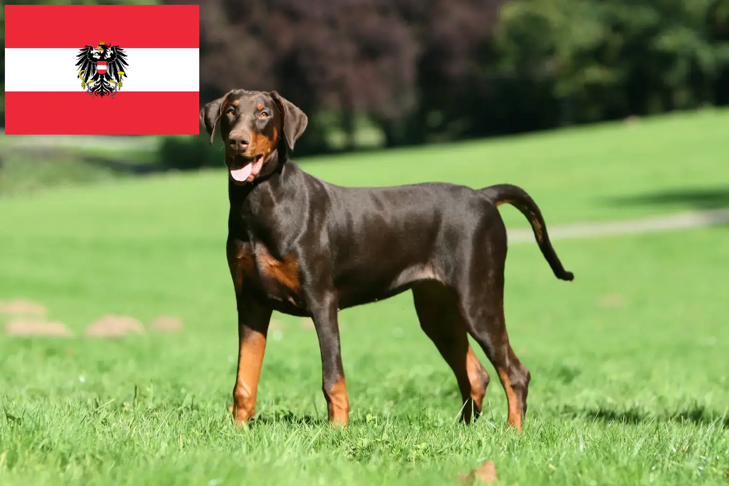 Dobermann puppies and breeders Austria Here you can find Dobermann breeders in Austria.