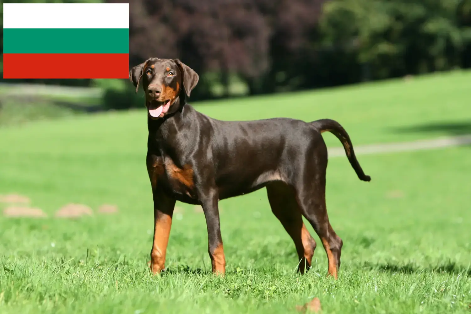 Doberman puppies and breeders Bulgaria Find Doberman breeders in Bulgaria here.