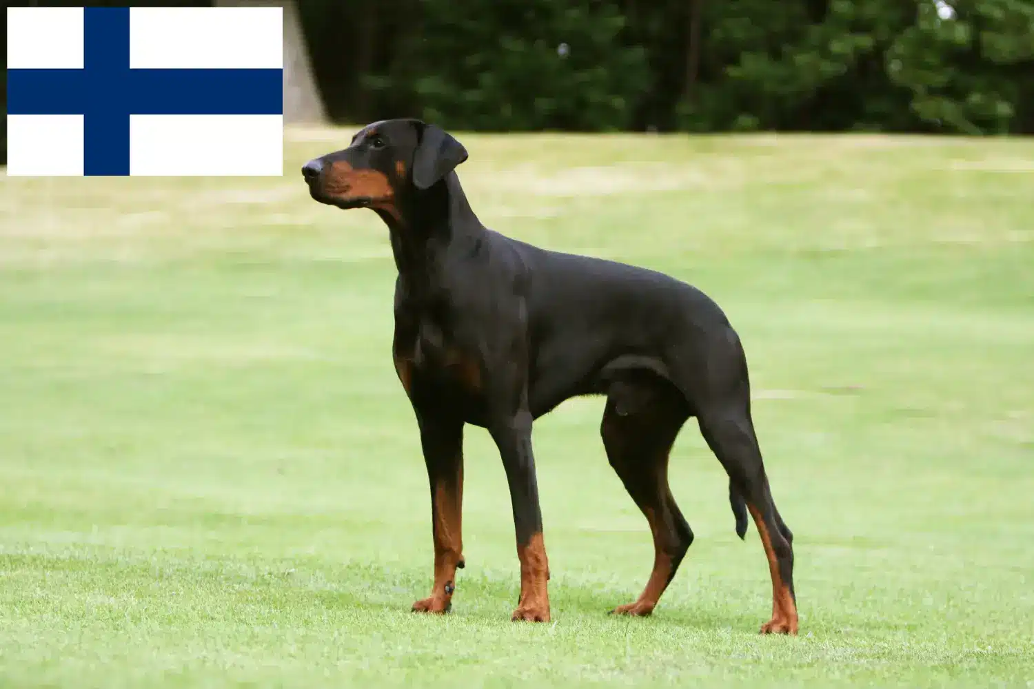 Doberman puppies and breeders Finland Find Doberman breeders in Finland here.