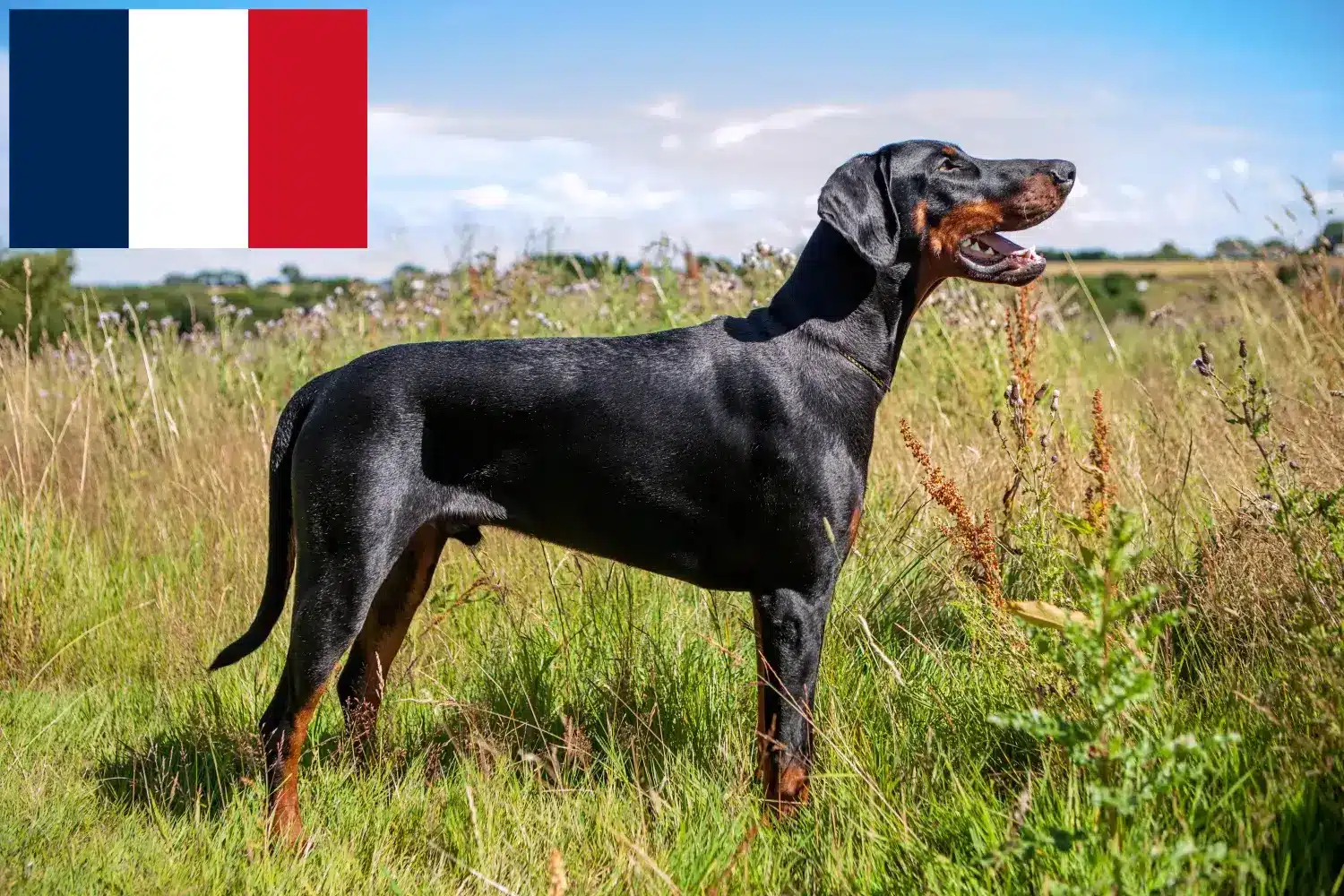Doberman puppies and breeders France Find Doberman breeders in France here.