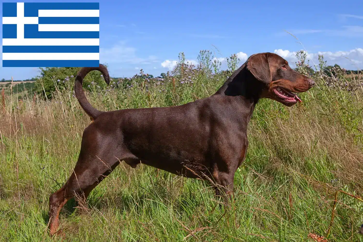 Doberman puppies and breeders Greece Find Doberman breeders in Greece here.