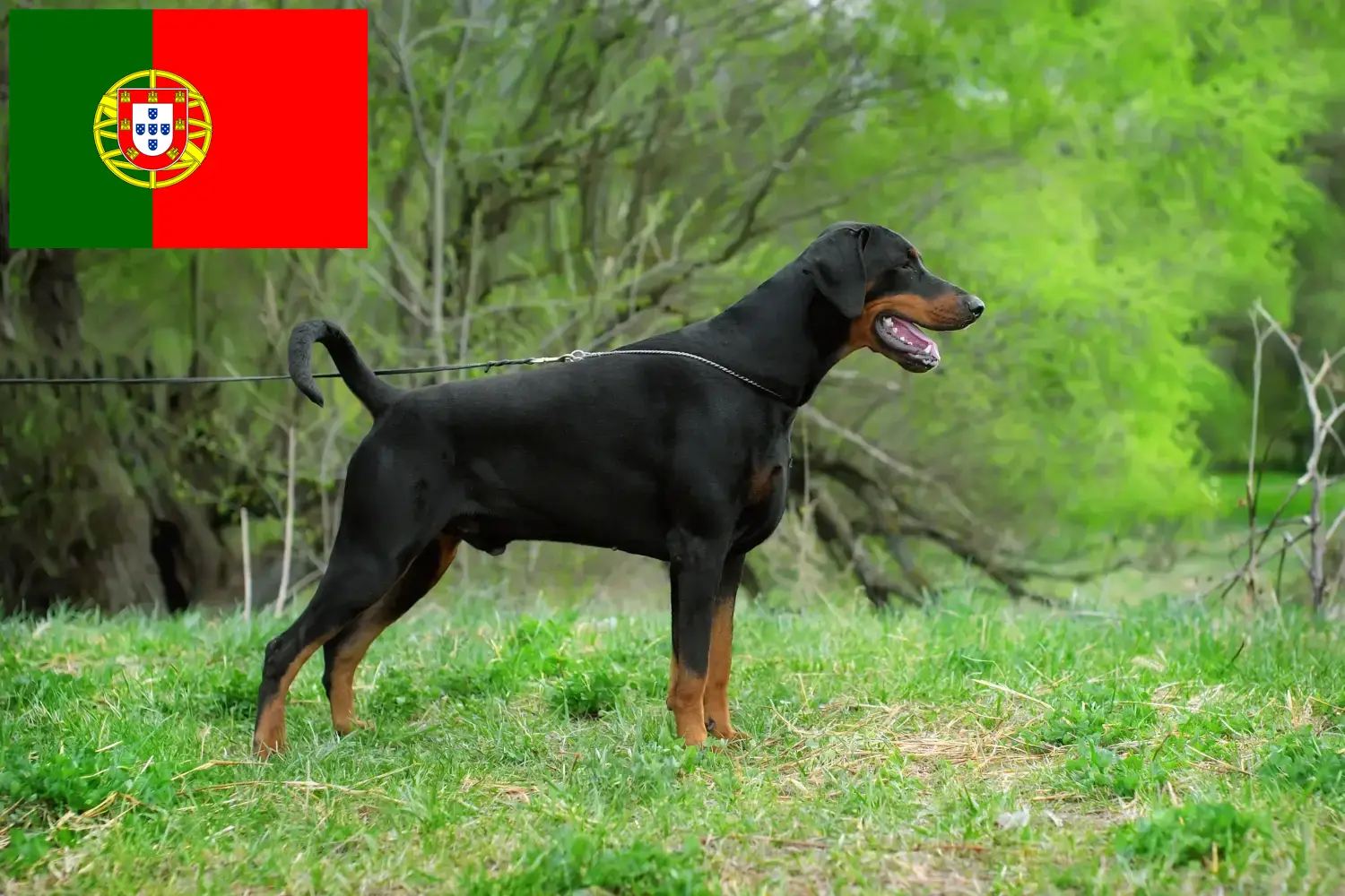 Doberman puppies and breeders Portugal Find Doberman breeders in Portugal here.