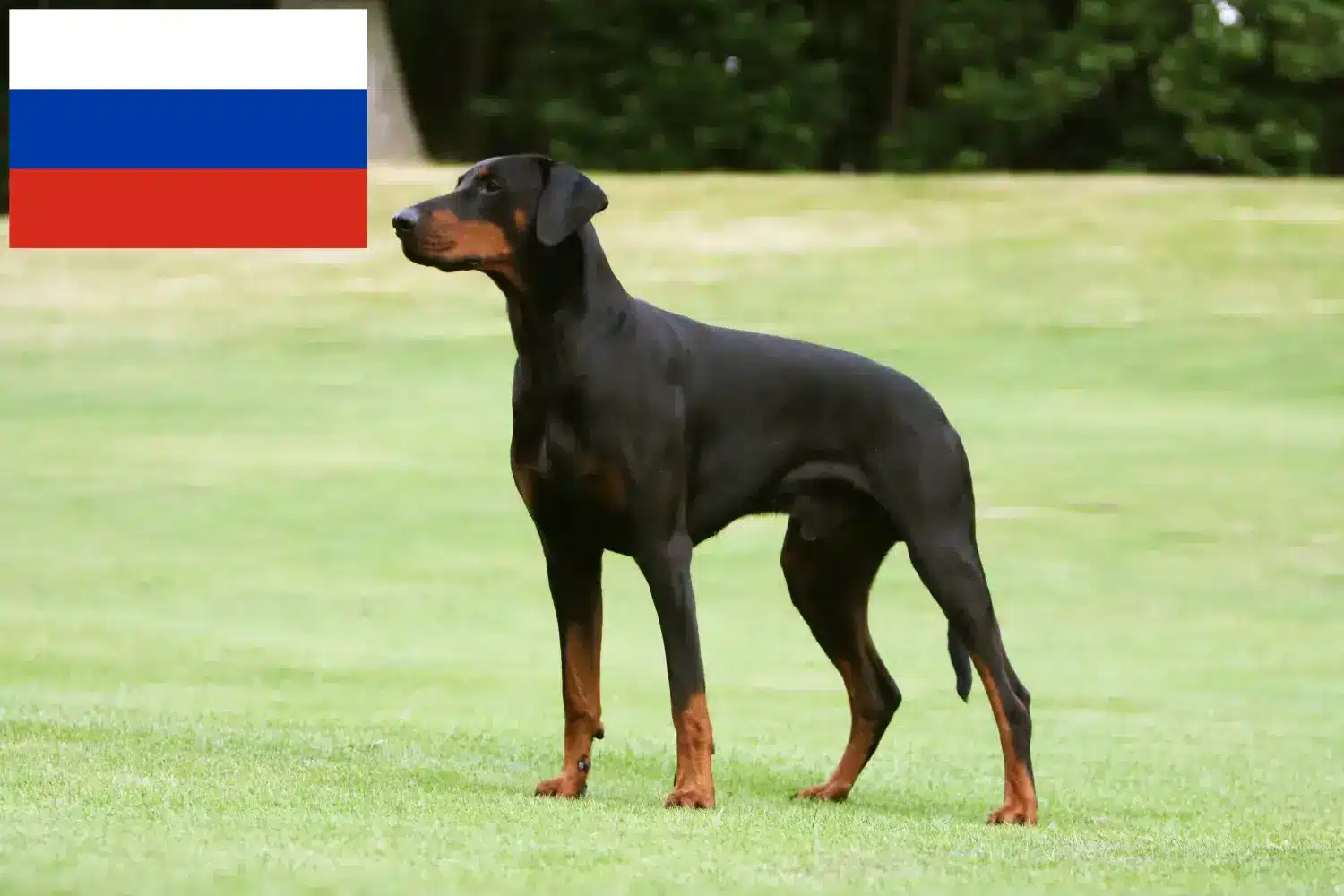 Doberman puppies and breeders Russia Here you can find Doberman breeders in Russia.