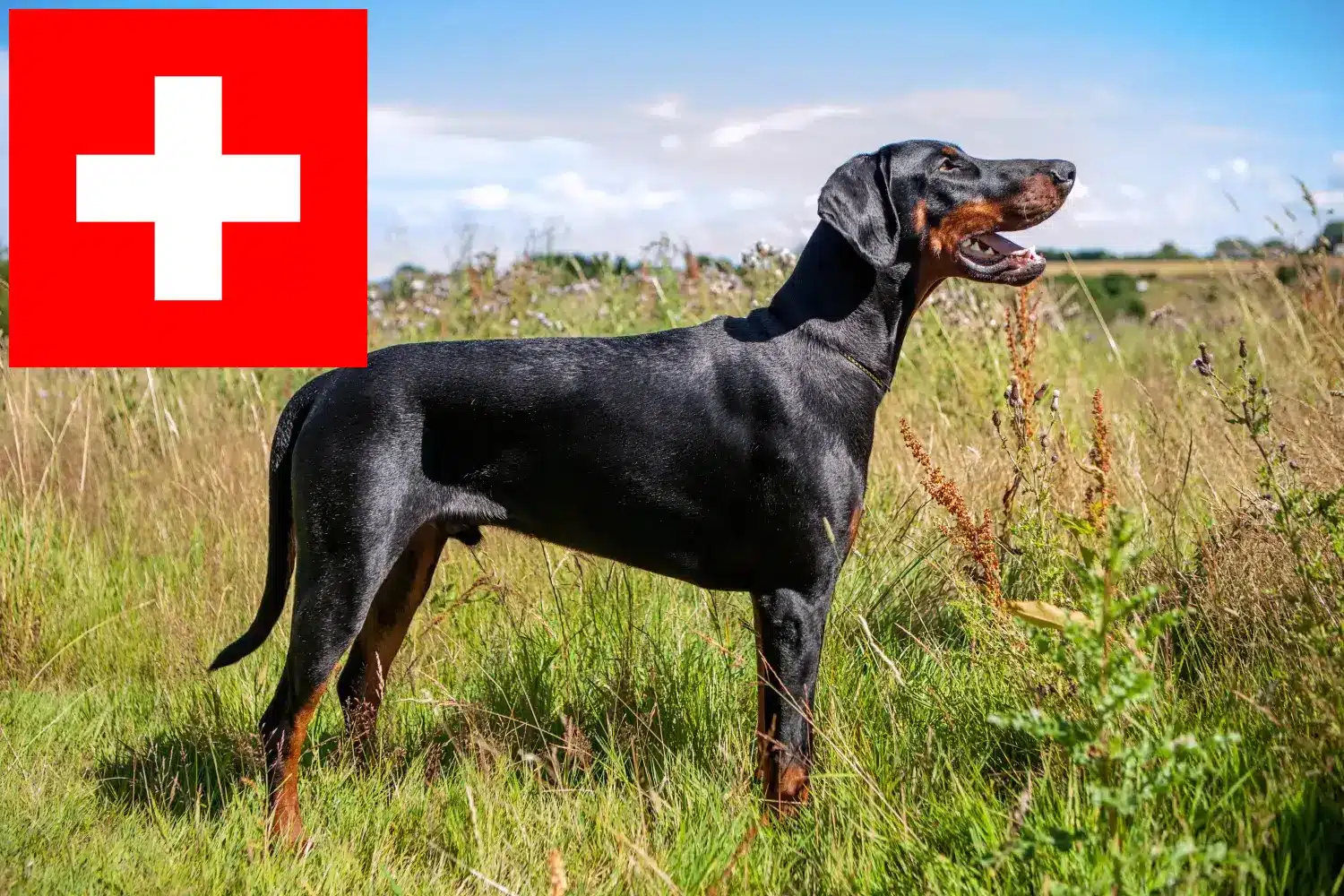 Dobermann puppies and breeders Switzerland Here you can find Dobermann breeders in Switzerland.