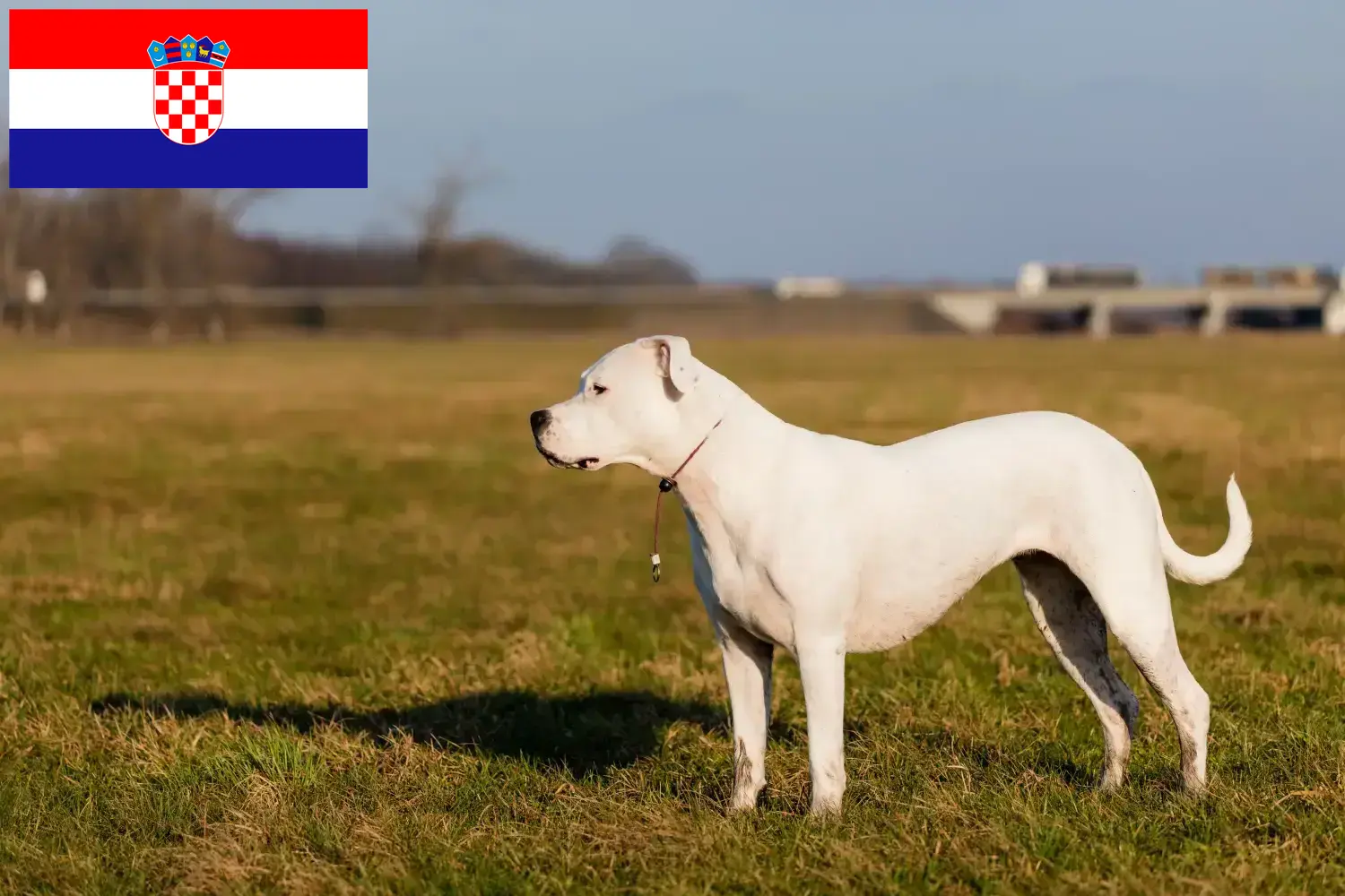 Dogo Argentino puppies and breeders Croatia Find Dogo Argentinos breeders in Croatia.