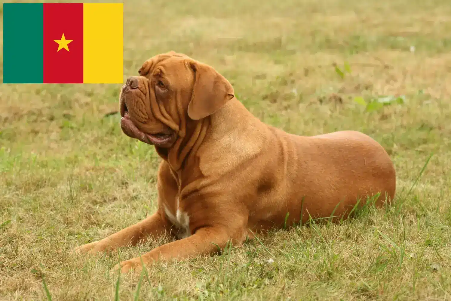 Dogue de Bordeaux puppies and breeders Cameroon Here you can find Dogue de Bordeaux breeders in Cameroon.