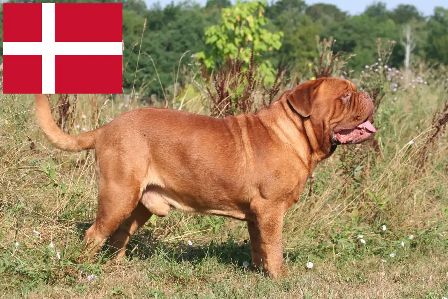 Dogue de Bordeaux puppies and breeders Denmark Here you can find Dogue de Bordeaux breeders in Denmark.