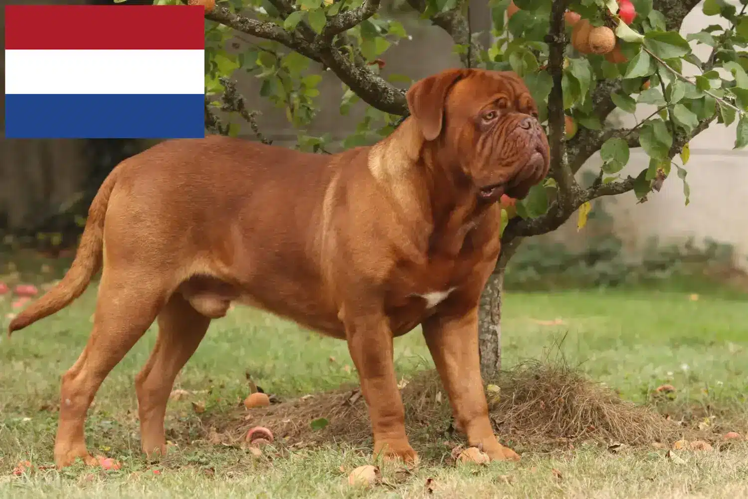 Dogue de Bordeaux puppies and breeders Netherlands Here you can find Dogue de Bordeaux breeders in the Netherlands.