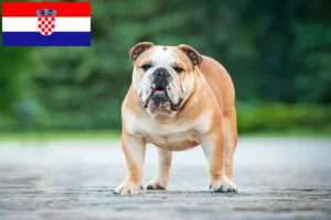 Read more about the article English Bulldog breeders and puppies in Croatia